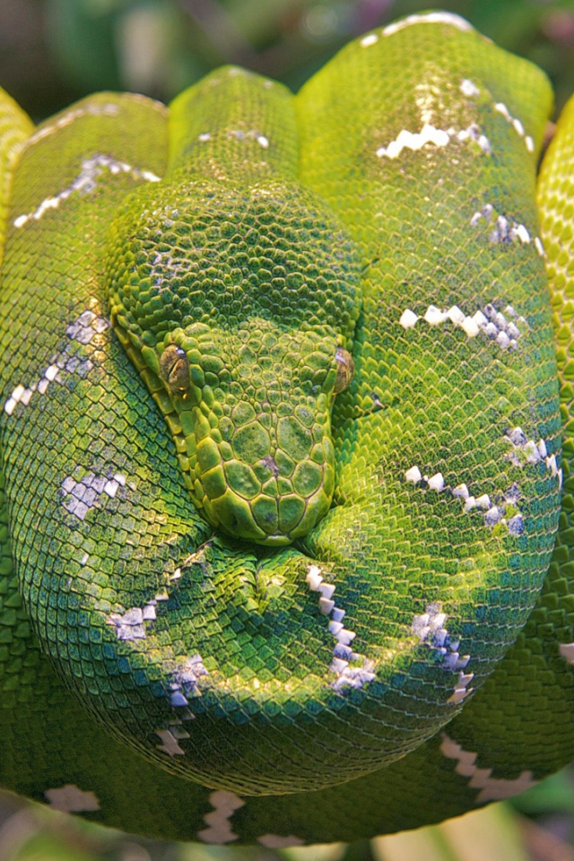 Изумрудная древесная змея