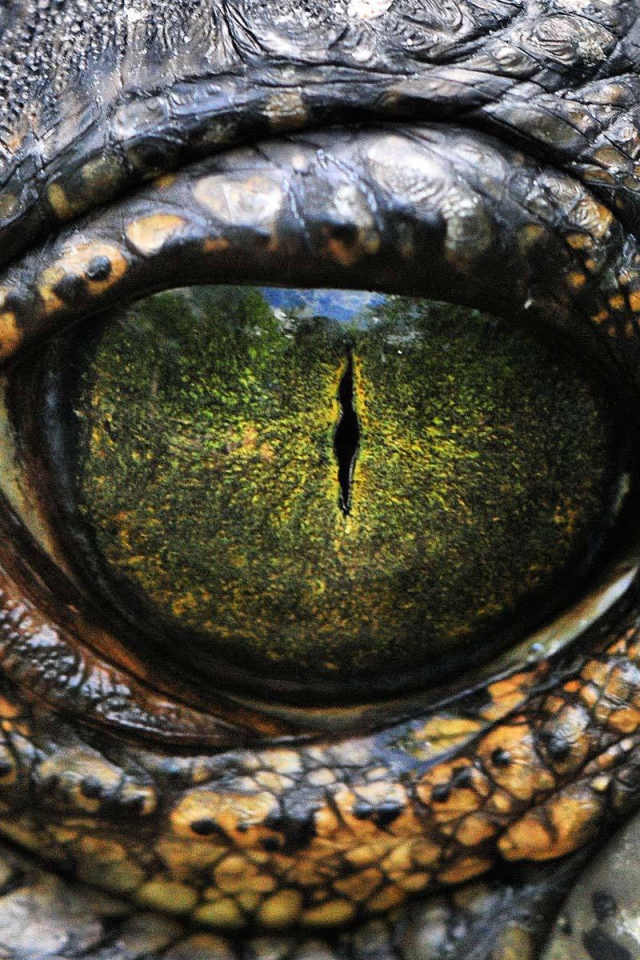 Глаз рептилии