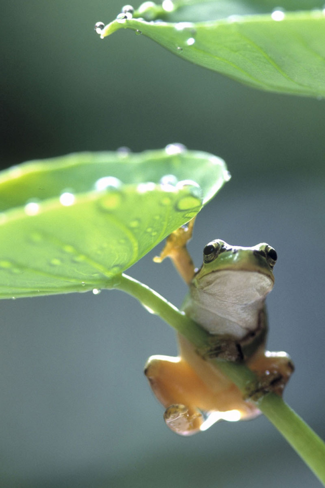 Лягушка под листком