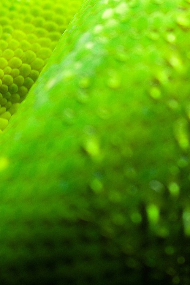 Глаза зеленой змеи