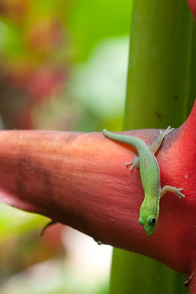 Зеленая ящерица