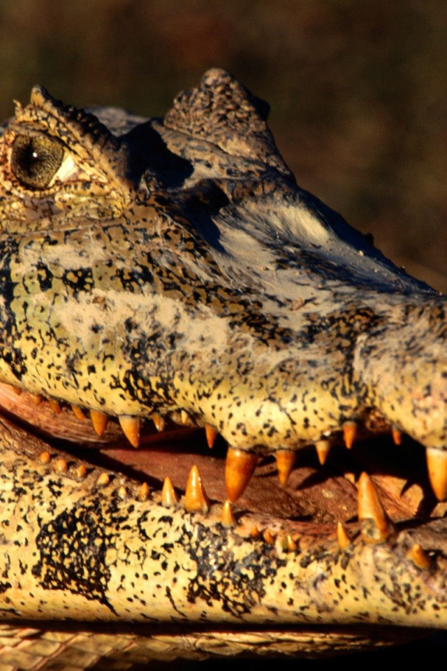 Голова каймана