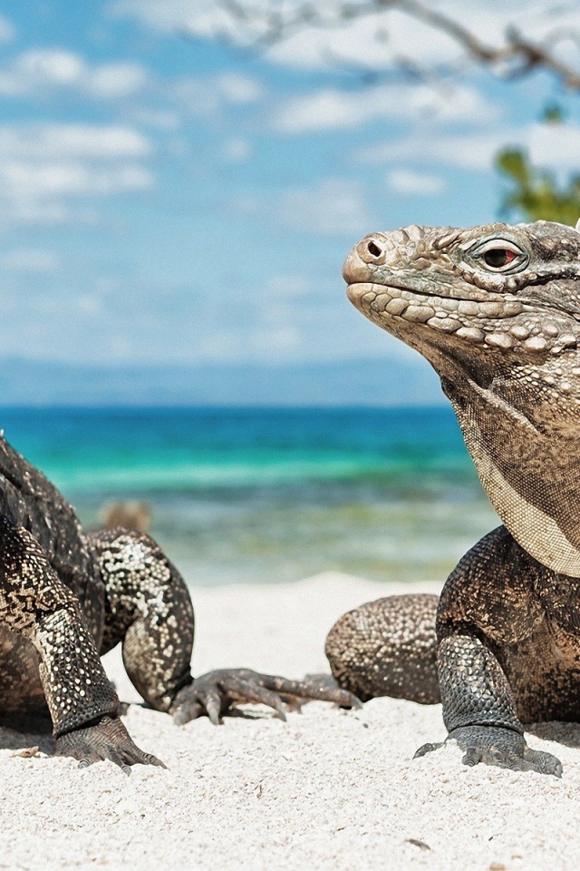 Игуаны на песке