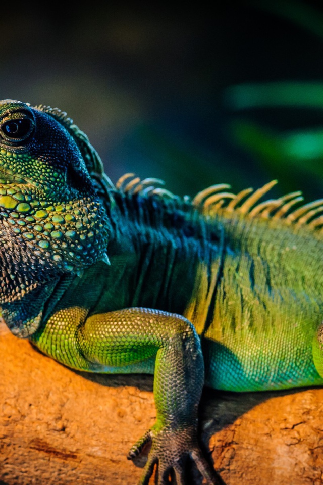 Ящерица Игуана