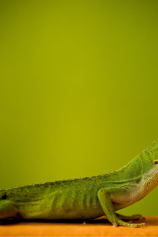 Ящерица на зеленом фоне