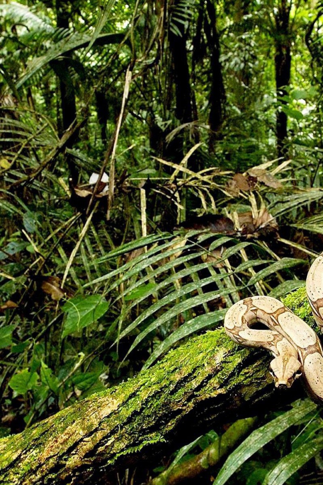 Питон ползет по дереву
