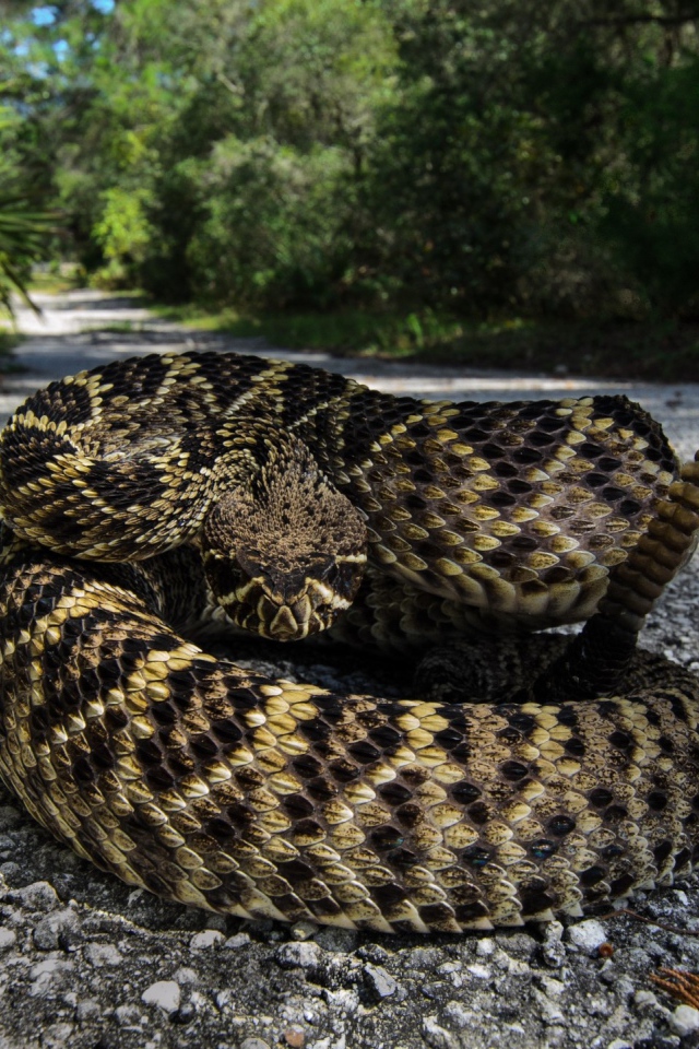 Гремучая змея