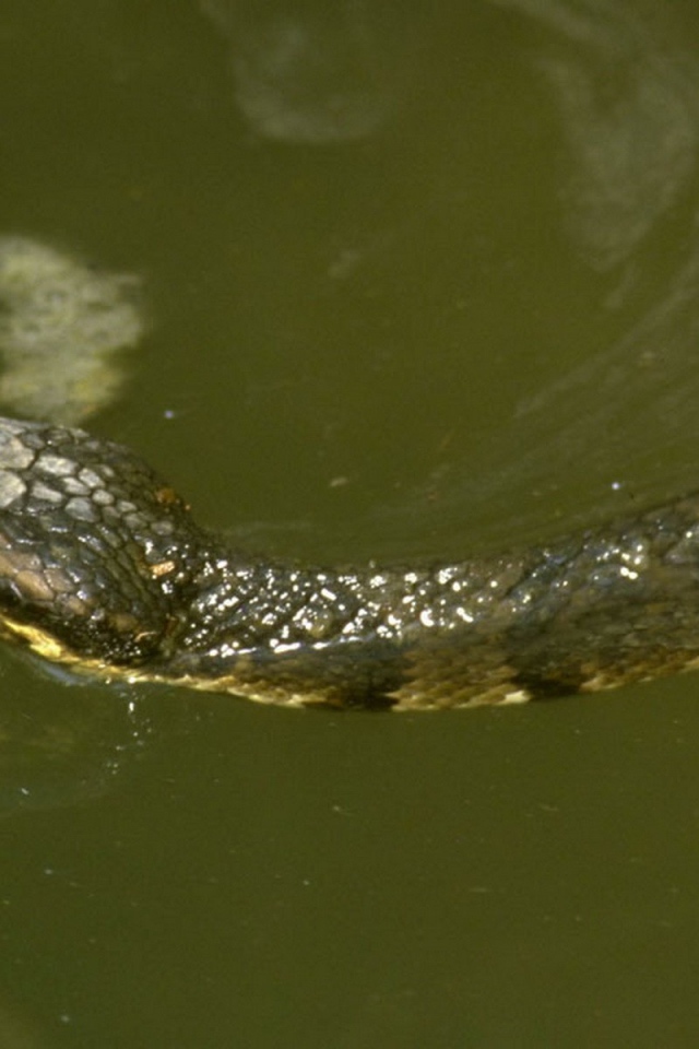 Змея плывет по воде