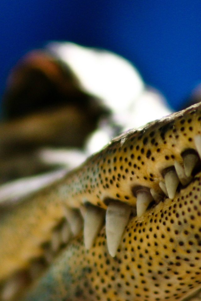 Зубы крокодила