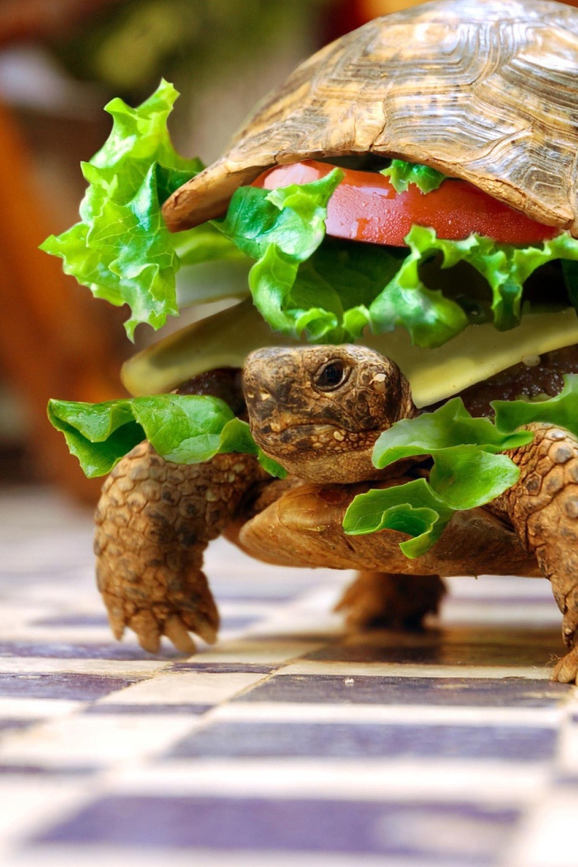 Черепаха чизбургер