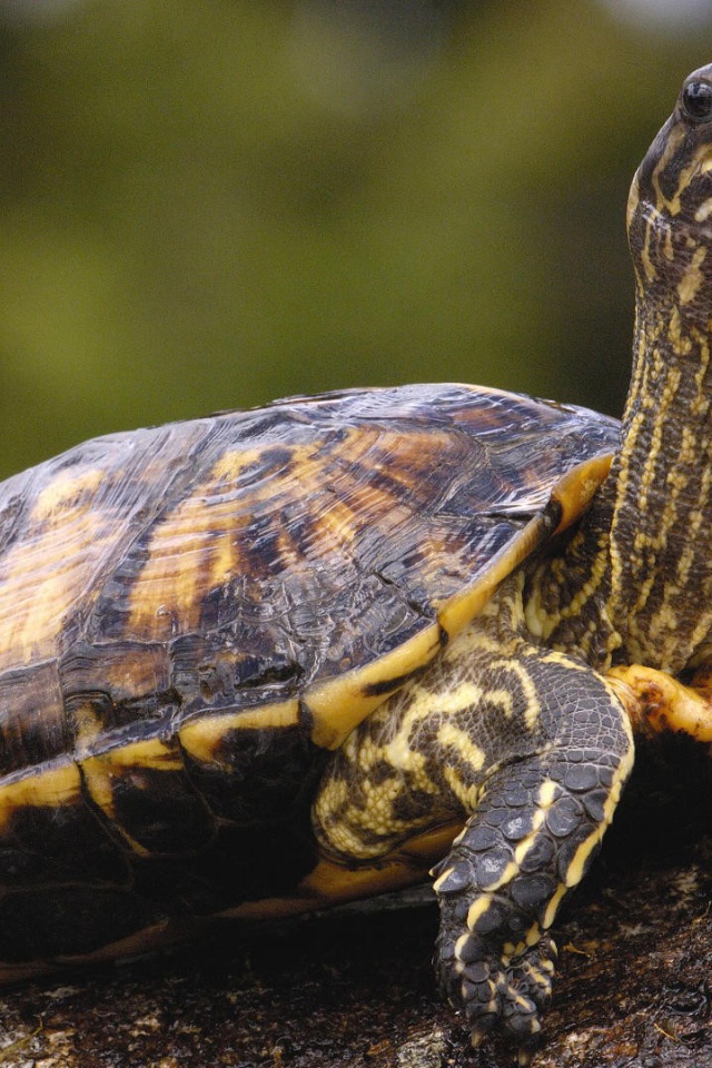 Черепаха с длинной шеей