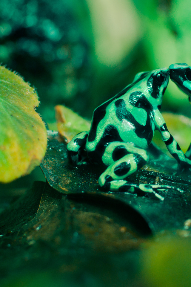 Две пятнистые лягушки