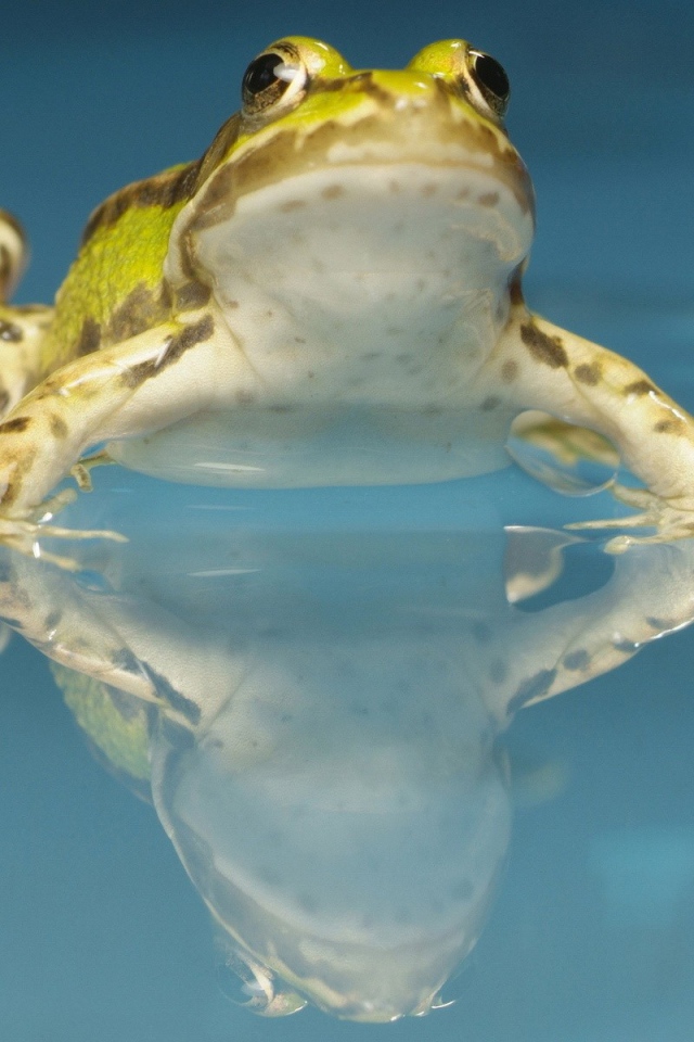 Желтая лягушка в воде