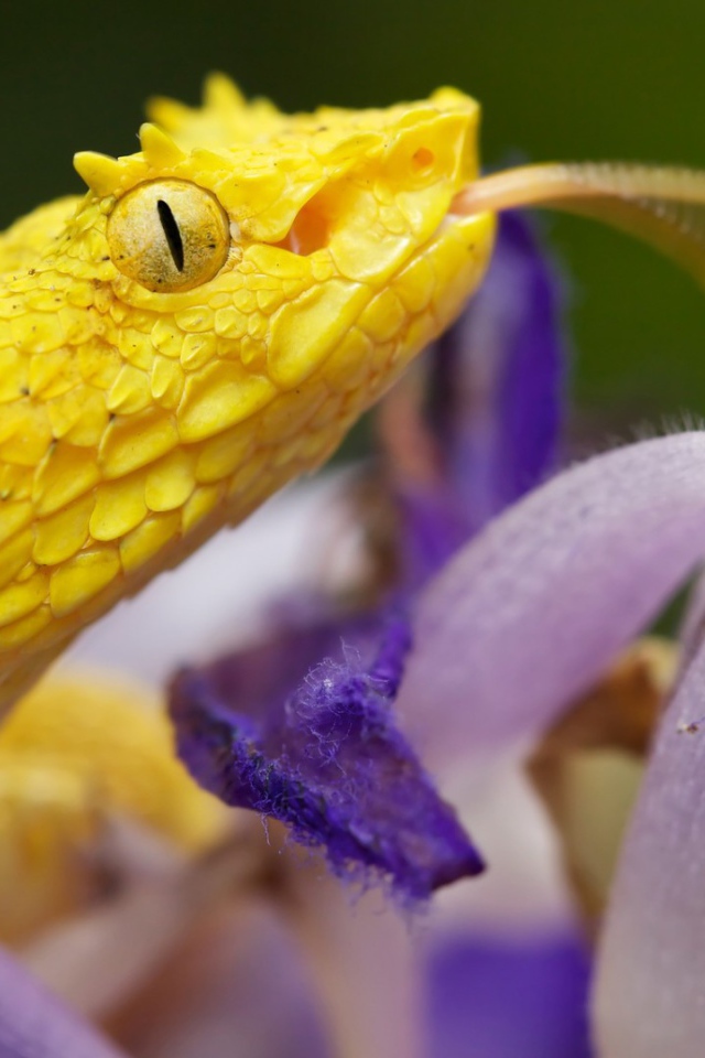 Желтая змея