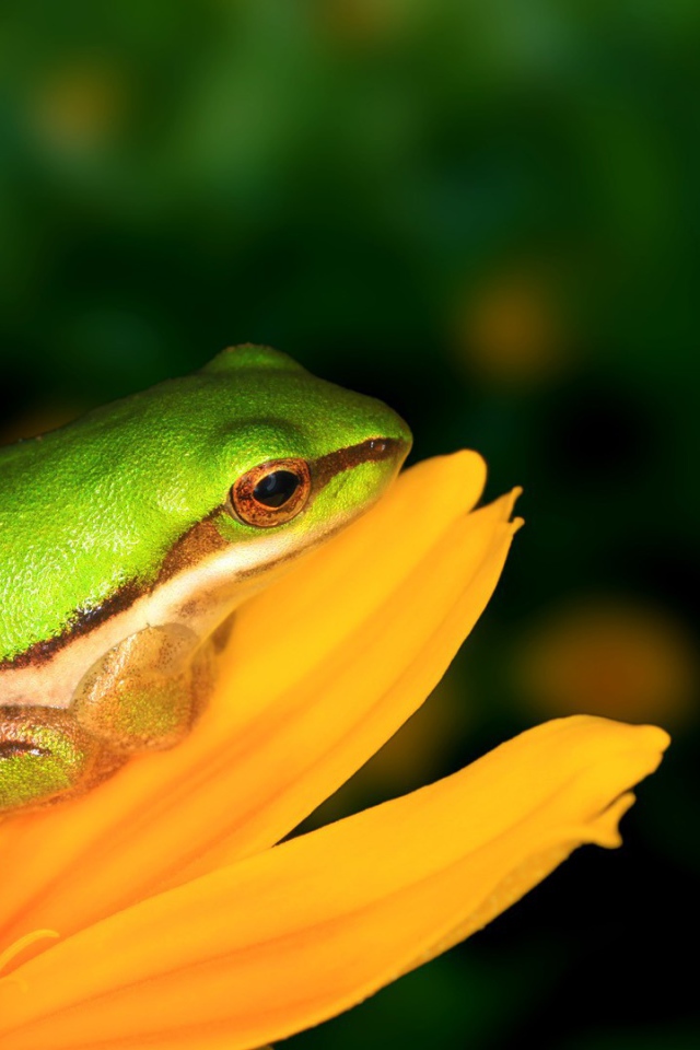 Лягушка на желтом цветке