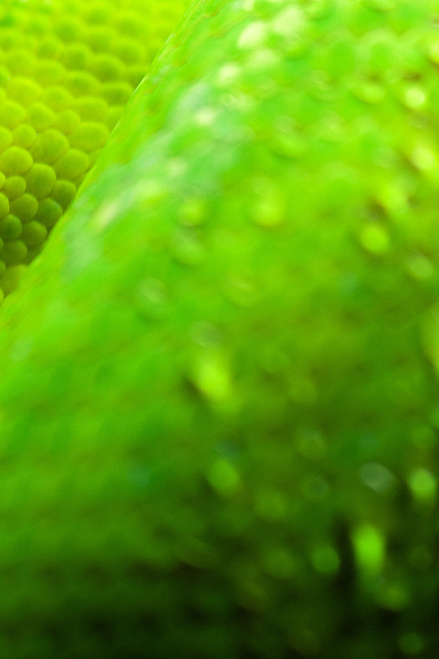 Закрытый глаз питона