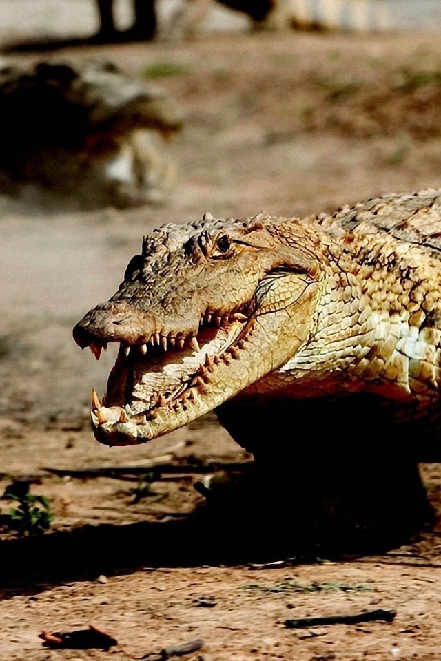 Крокодил бежит по земле