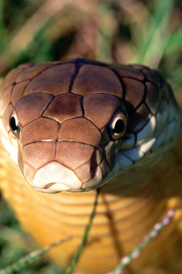 Взгляд кобры