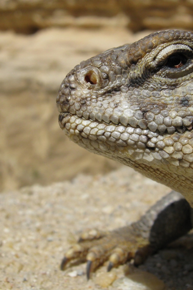 Взгляд ящерицы