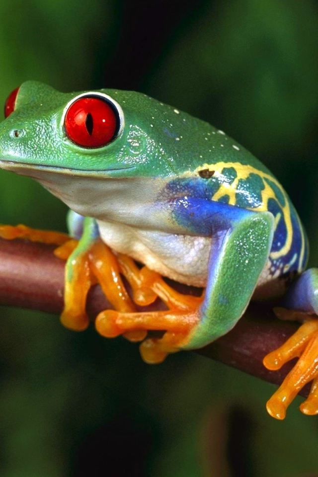 Разноцветная лягушка
