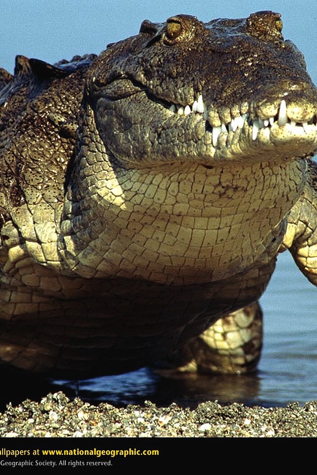 Крокодил выходит из воды