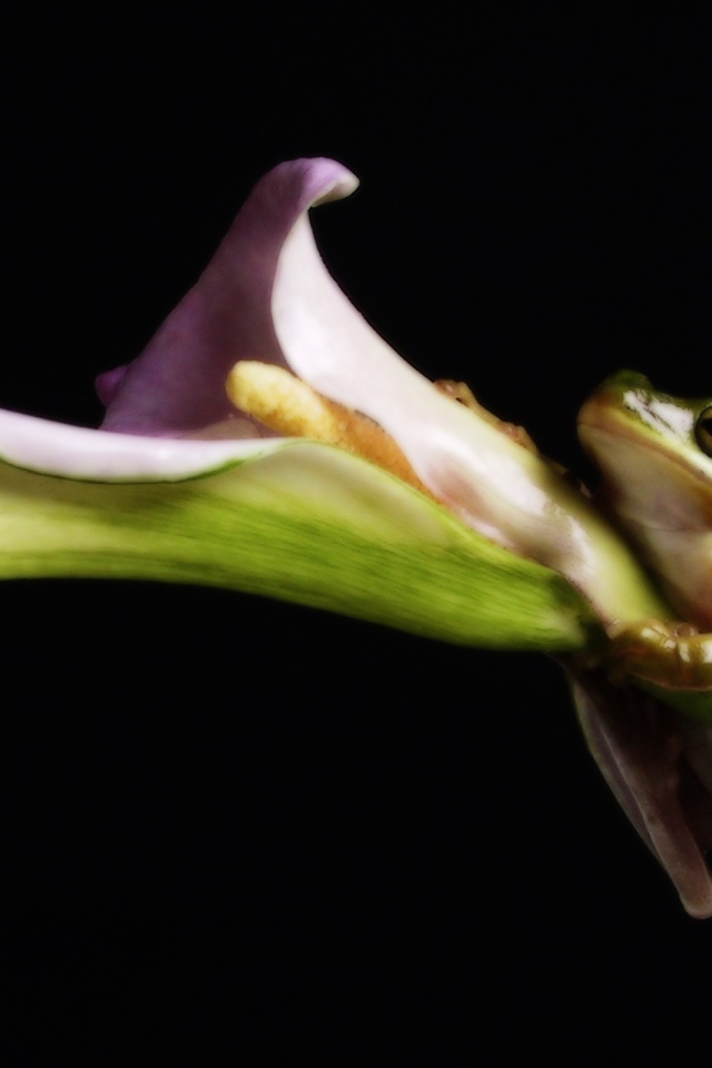 Лягушка на цветке