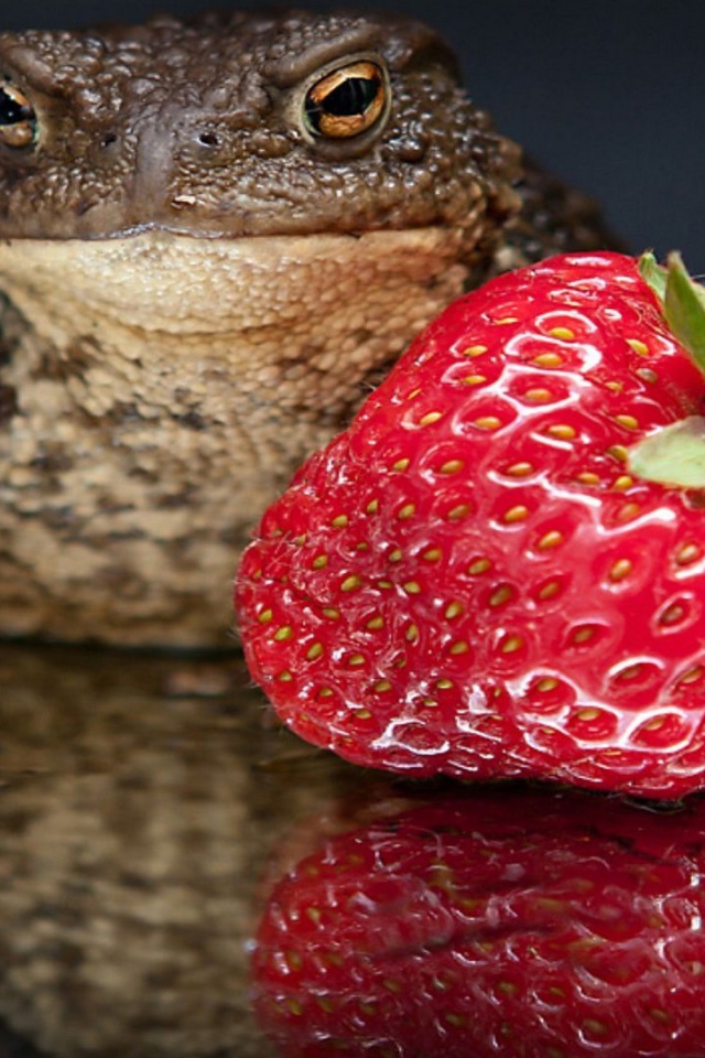 Лягушка с клубникой