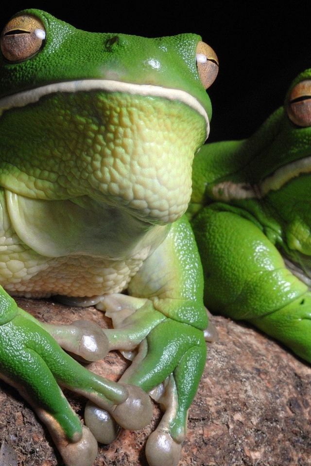 Зеленые лягушки