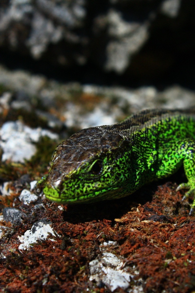 Зеленая ящерица