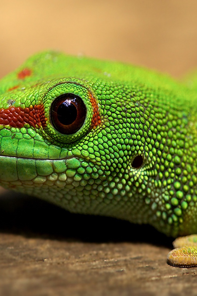 Голова зеленой ящерицы