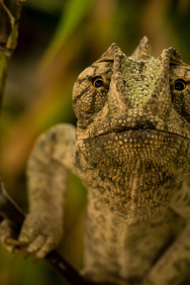 Ящерица хамелеон