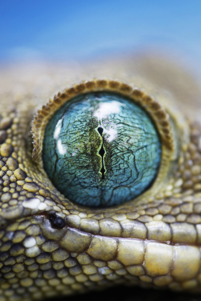 Глаз ящерицы