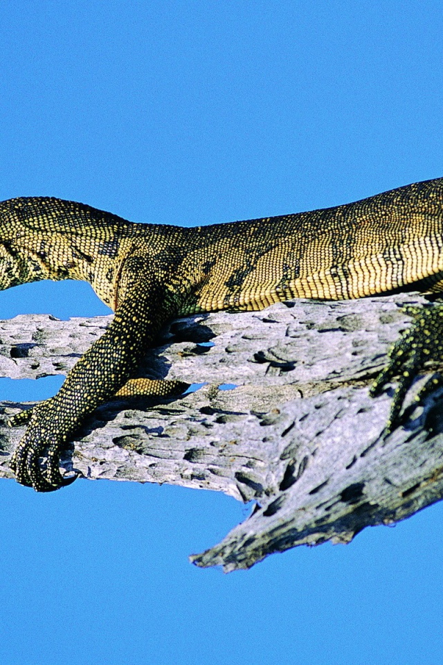 Ящерица на синем фоне