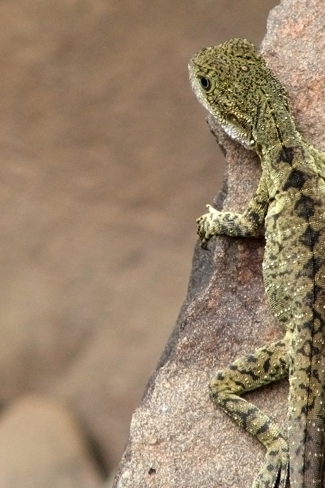 Ящерица на скале