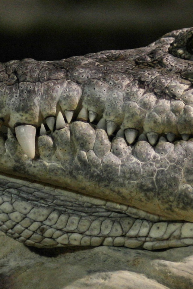 Голова крокодила