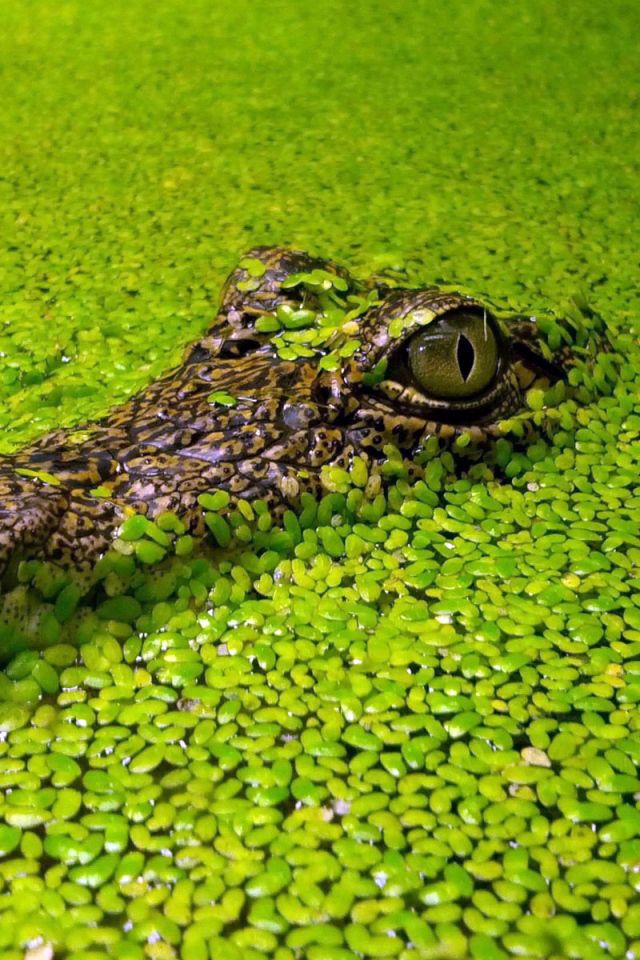 Голова крокодила