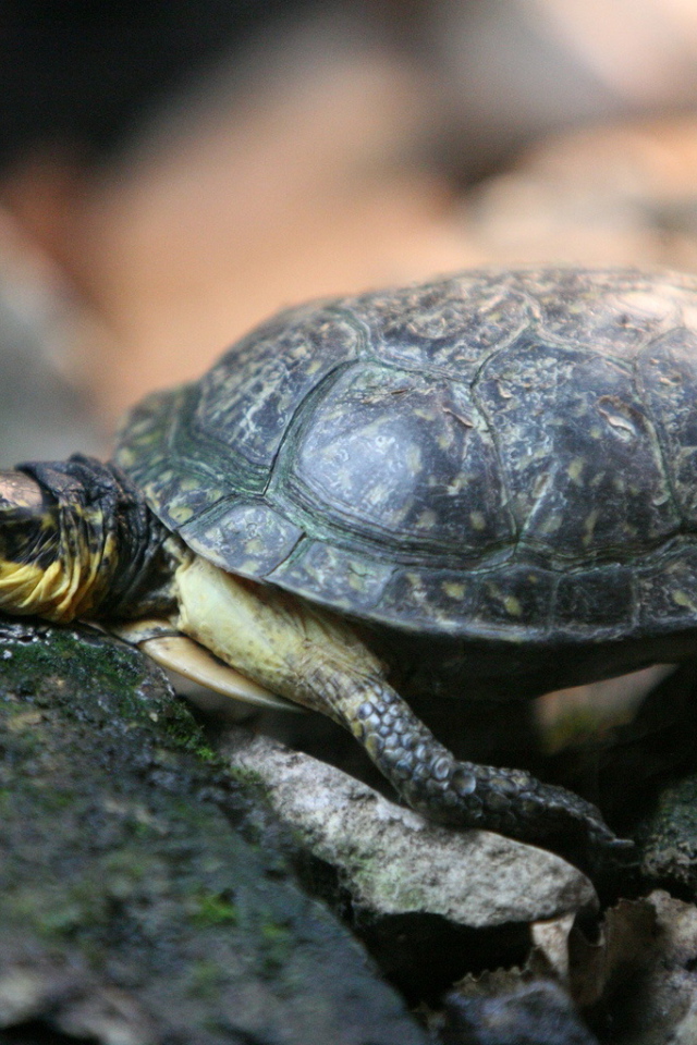 Черепаха на камнях