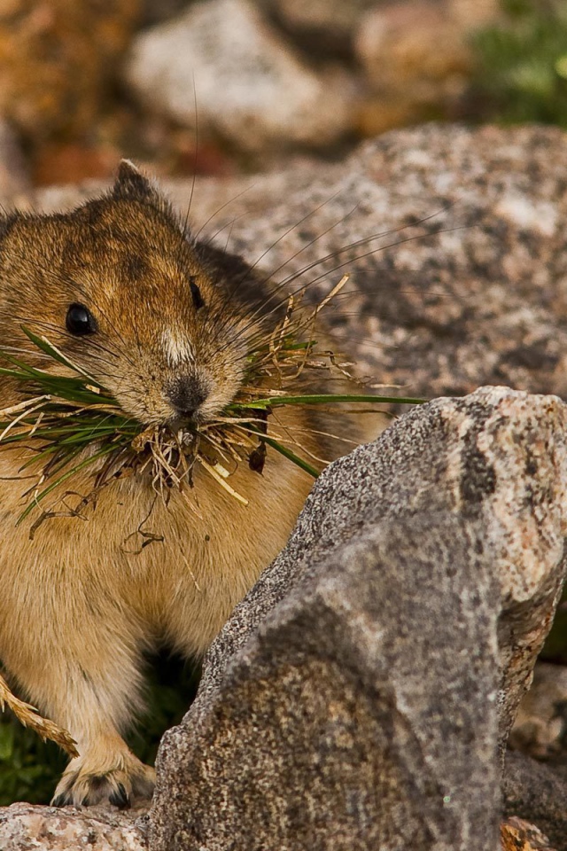 Зверёк с травой в зубах