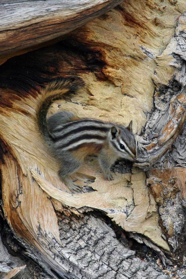 Бурундук на дереве