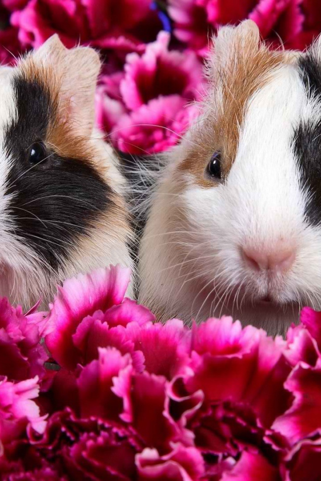 Морские свинки в цветах