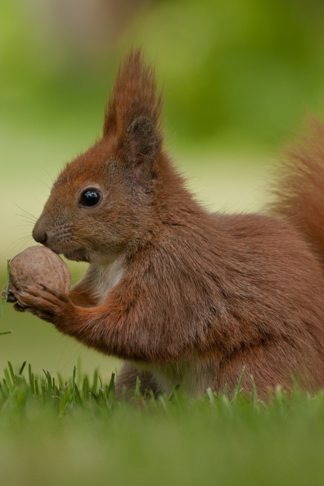 Рыжая белка с орехом