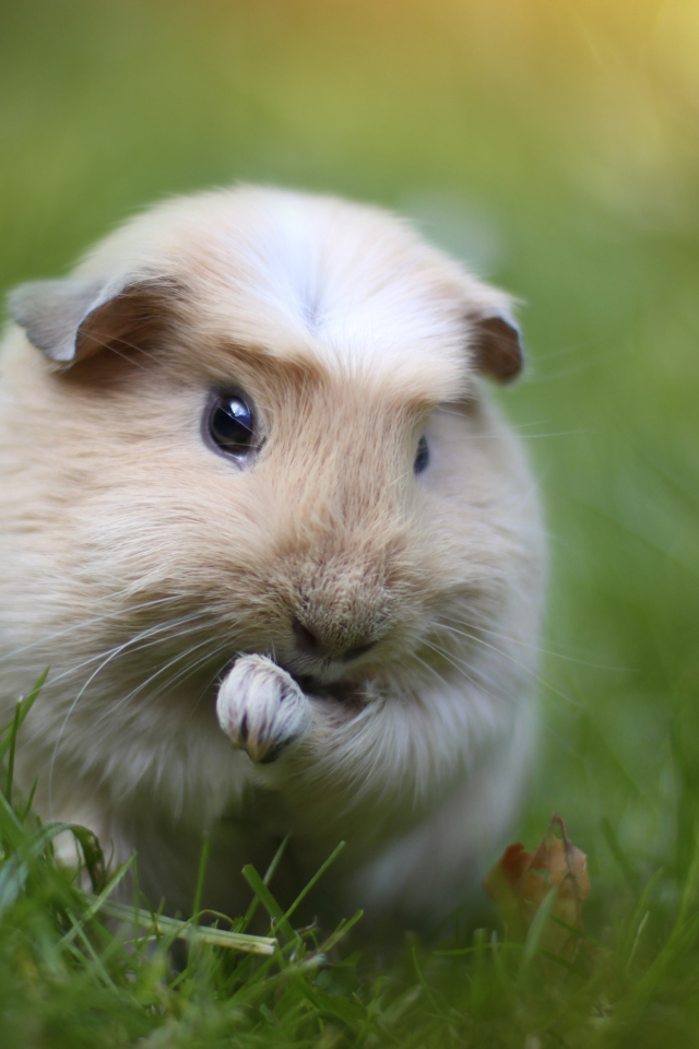 Морская свинка на траве