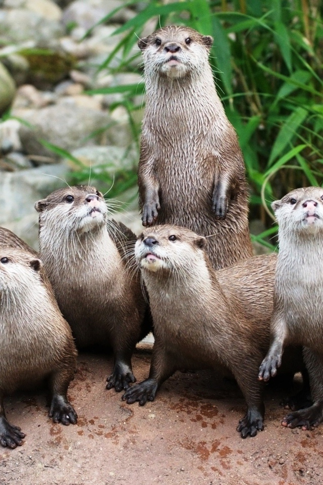 The family of otters