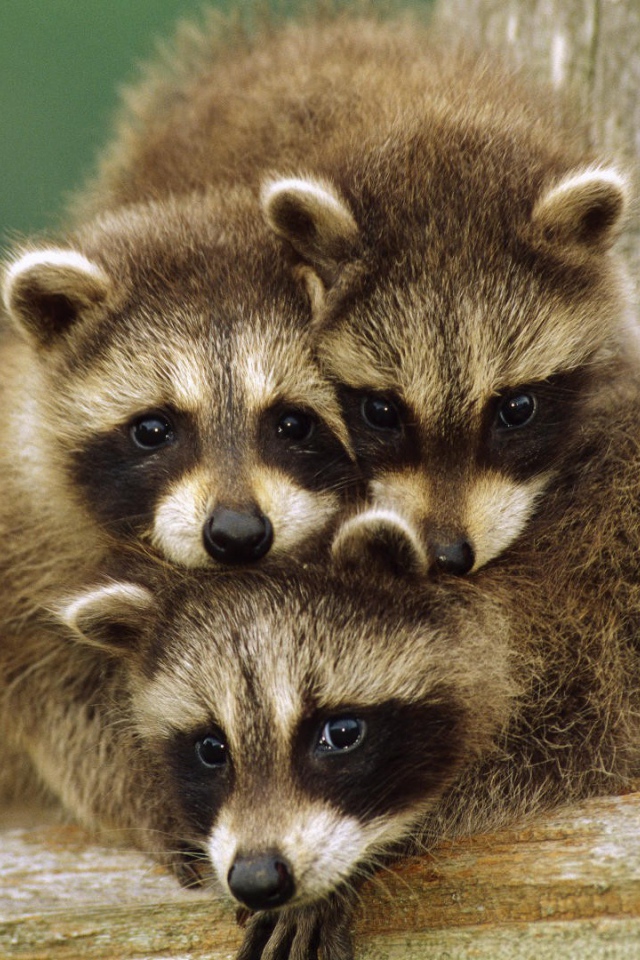 Три маленьких енота