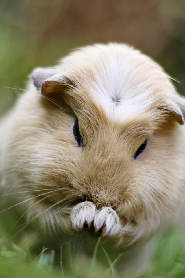 Морская свинка