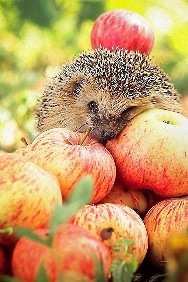 	   Hedgehog on apples