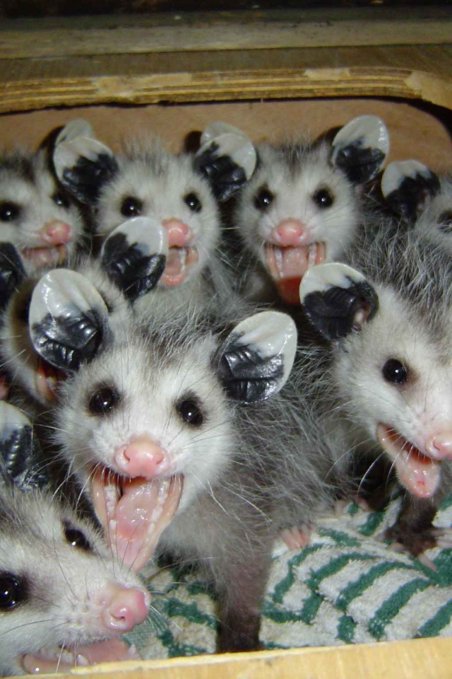 Опоссумы в ящике