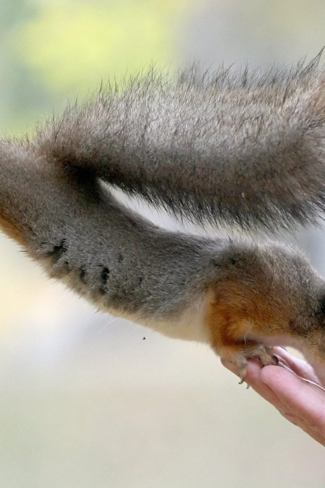 Белка ест с руки