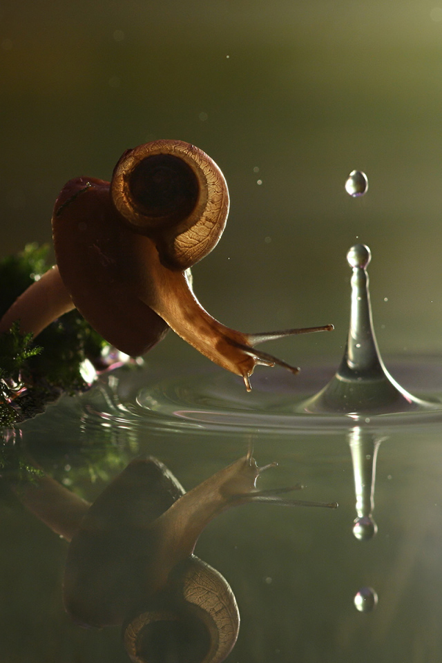 Snail near the water