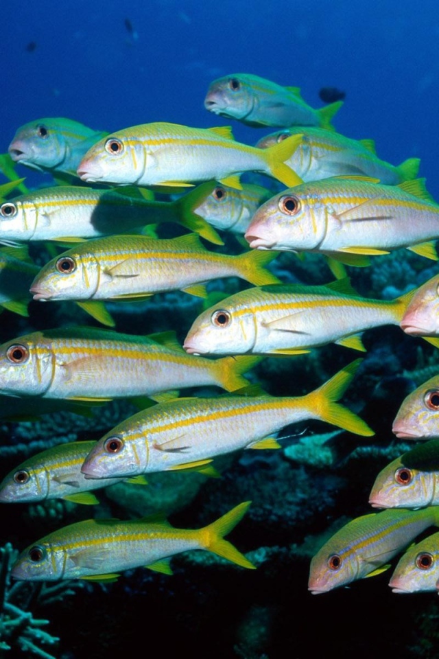 Стая морских рыб